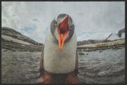 Fussmatte Pinguin 4810 - 100 cm x 70 cm / Mit Gummirand