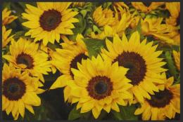 Fussmatte Sonnenblumen 4221 - 140 cm x 220 cm / Ohne Gummirand