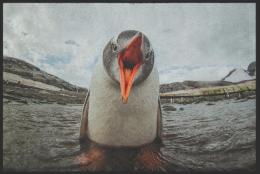 Fussmatte Pinguin 10169 - 100 cm x 200 cm / Mit Gummirand