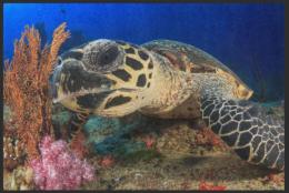 Fussmatte Schildkröte 6325 - 120 cm x 200 cm / Ohne Gummirand